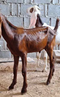 دوعدد کهر نر دورگ پاکستانی