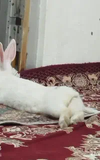 خرگوش