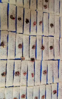 رشته خشکار بزرگ ۲۰سانتی ارسال رایگان