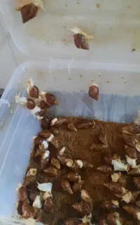 فروش‌حلزون‌پرورشی.