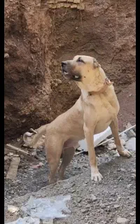 سگ سرابی