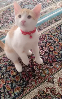 واگذاری یه بچه گربه 5ماه