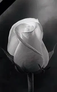ساخت کلیپ یادبود ترحیم.