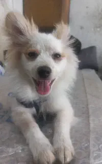 سگ گمشده
