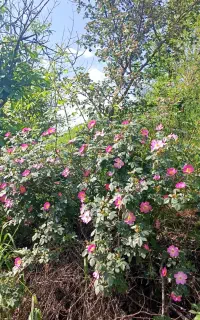 نهال گوجه فرنگی