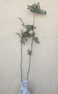 نهال گردو گرمسیری پکان ، موز