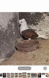 پشتار نر مهر