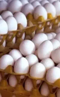پخش تخم مرغ