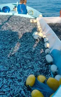 تور ماهی گیری جل کاشغ کاشخ تشاله