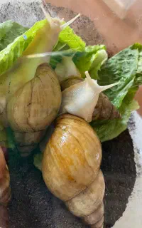 حلزون اچیتا