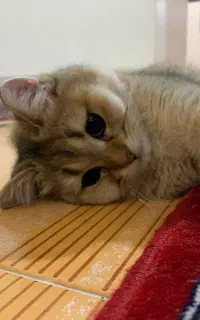 جفت گیری گربه