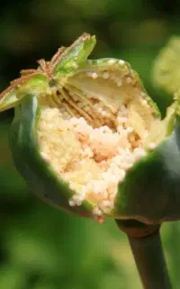 ترک اعتیاد در ۳روز فقط فقط اقدام کن