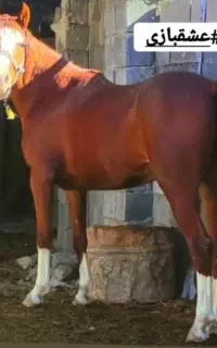 فروش مادیان دره شور پنج نشان با کره