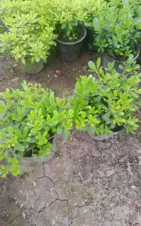 پیتسپروم سطل ۳ ۷ لاوسون