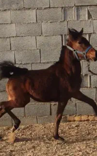 اسب کره مادیان خالص ترکی