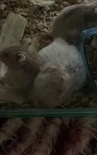 همستر ناز شیطون