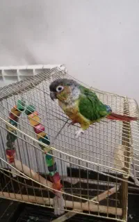 طوطی گرینچیک
