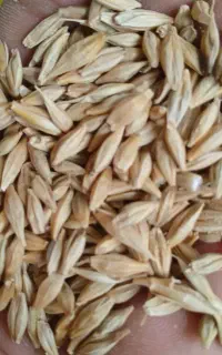 جو رقم البی صحرا بوجار شده تمیز و مرتب