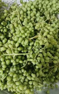 غوره عسگری