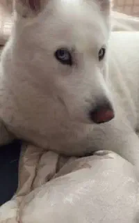 سگ هاسکی سفید