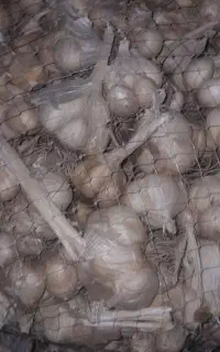 سیر