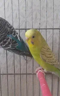 جفت مرغ عشق مولد