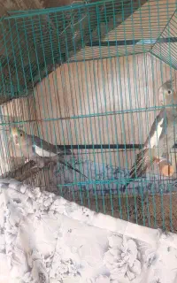 عروس هلندی نر وماده بالغ