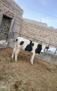 گوساله نر هلشتاین  ۲۰۰  کیلویی