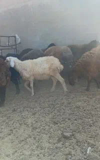 بره پای پروار ریز افشاری