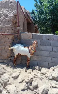 بزغاله