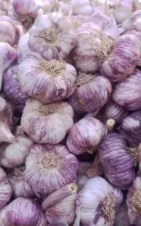سیر اعلا بذری درجه یک سوپر بدون آفت