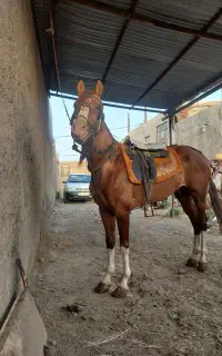 لوازم اسب