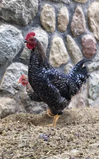 خروس امروک ۵ ماهه