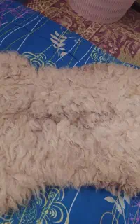 پوست گوسفند
