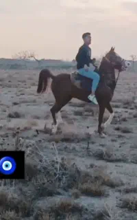 مادیان کرد مدارک دار بسیار پر خون