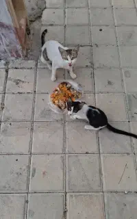 واگذاری بچه گربه به همراه مادرش