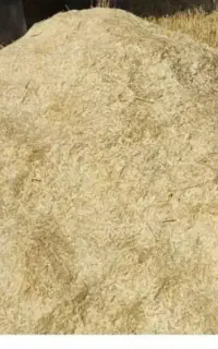 کاه دیم