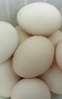 تخم مرغ نطفه دار