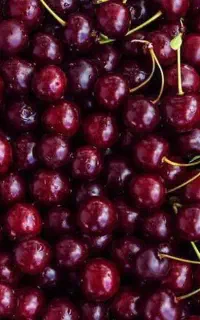 عرضه نهال گیلاس مرتون بیگارو با عمر اقتصادی بالا