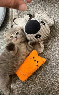 اسکاتیش بلوگلد خرسی