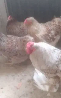 فروش مرغ تخم گذارخانگی میاندوت ومرغ شاخدار