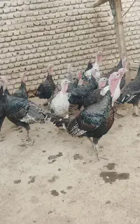 بوقلمون بالغ