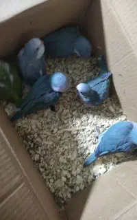 جوجه سرلاکی راهب