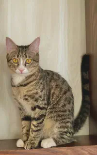 واگذاری گربه