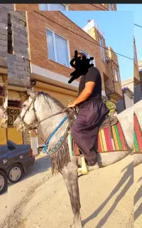 فروش اسب نریان