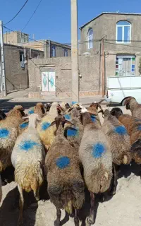 گوسفند داشتی آبستن