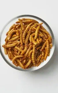 میلورم زنده