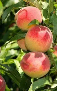 ارائه نهال پربار هلو زعفرانی
