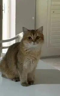 گربه بریتیش ماده
