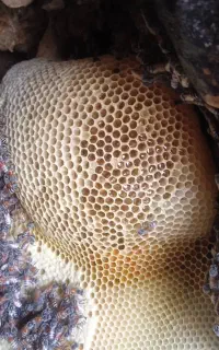 عسل کوهی به شرط